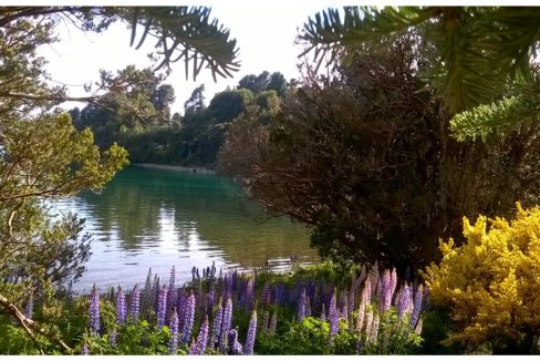 12b Lupinos y Retamas floreciendo en diciembre en la costa de la casa